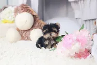 Maison , a male Yorkshire Terrier for sale in Texas City, TX – 1 of 3