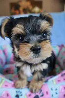 JB *AKC*, a male Yorkshire Terrier for sale in Hermiston, OR – 4 of 5