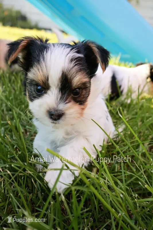 Chess *AKC* Small – Yorkshire Terrier puppy for sale in Hermiston, OR