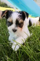 Salt *AKC* Small, a male Yorkshire Terrier for sale in Hermiston, OR – 1 of 6