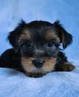JD *AKC*, a male Yorkshire Terrier for sale in Hermiston, OR – 3 of 5