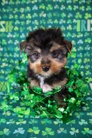 Bear*CKC*, a male Yorkshire Terrier for sale in Hermiston, OR – Photo 6 of 7