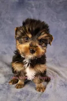 Bear*CKC*, a male Yorkshire Terrier for sale in Hermiston, OR – Photo 3 of 7