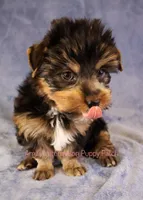 Bear*CKC*, a male Yorkshire Terrier for sale in Hermiston, OR – Photo 4 of 7