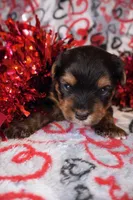 Tommy *CKC*, a male Yorkshire Terrier for sale in Hermiston, OR – Photo 1 of 5