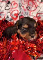 Tommy *CKC*, a male Yorkshire Terrier for sale in Hermiston, OR – Photo 3 of 5