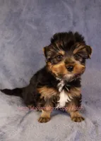 Bear*CKC*, a male Yorkshire Terrier for sale in Hermiston, OR – Photo 5 of 7