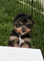 Bear*CKC*, a male Yorkshire Terrier for sale in Hermiston, OR – Photo 1 of 7