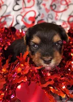 Tommy *CKC*, a male Yorkshire Terrier for sale in Hermiston, OR – Photo 2 of 5