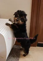 Bear*CKC*, a male Yorkshire Terrier for sale in Hermiston, OR – Photo 7 of 7