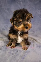 Bear*CKC*, a male Yorkshire Terrier for sale in Hermiston, OR – Photo 2 of 7
