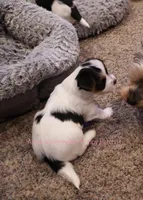 Huey *AKC*, a male Yorkshire Terrier for sale in Hermiston, OR – Photo 3 of 4