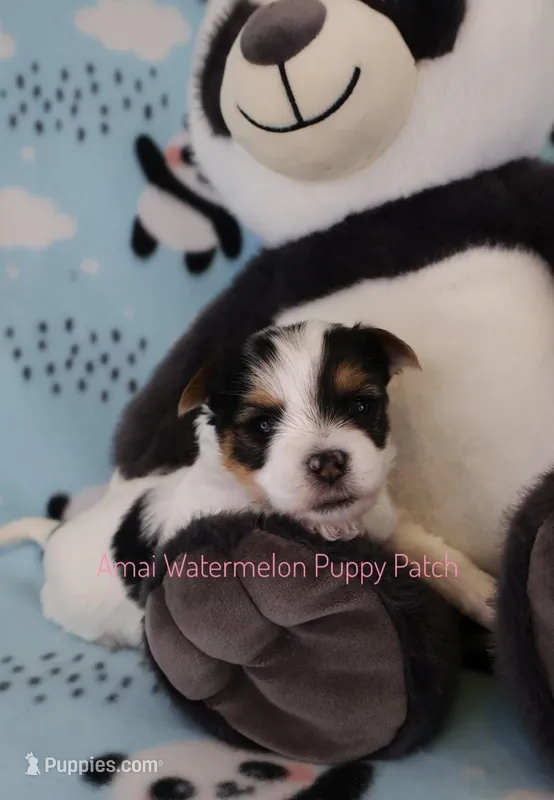 Huey *AKC* – Yorkshire Terrier puppy for sale in Hermiston, OR