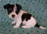 Domino *AKC*, a male Yorkshire Terrier for sale in Hermiston, OR – 2 of 5