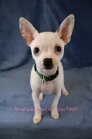 Logan *CKC* Blue Eyes, a male Chihuahua for sale in Hermiston, OR – Photo 2 of 10