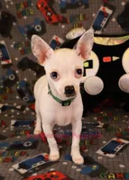 Logan *CKC* Blue Eyes, a male Chihuahua for sale in Hermiston, OR – Photo 3 of 10