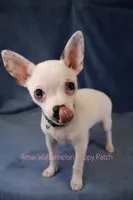 Logan *CKC* Blue Eyes, a male Chihuahua for sale in Hermiston, OR – Photo 1 of 10