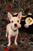 Logan *CKC* Blue Eyes, a male Chihuahua for sale in Hermiston, OR – Photo 4 of 10