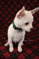 Logan *CKC* Blue Eyes, a male Chihuahua for sale in Hermiston, OR – Photo 10 of 10