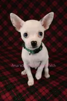 Logan *CKC* Blue Eyes, a male Chihuahua for sale in Hermiston, OR – Photo 8 of 10