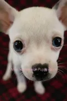 Logan *CKC* Blue Eyes, a male Chihuahua for sale in Hermiston, OR – Photo 6 of 10