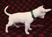 Logan *CKC* Blue Eyes, a male Chihuahua for sale in Hermiston, OR – Photo 9 of 10
