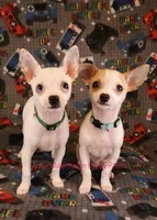 Logan *CKC* Blue Eyes, a male Chihuahua for sale in Hermiston, OR – Photo 5 of 10