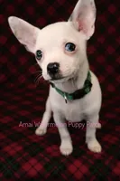 Logan *CKC* Blue Eyes, a male Chihuahua for sale in Hermiston, OR – Photo 7 of 10