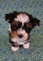 Yahtzee *CKC*, a male Yorkshire Terrier for sale in Hermiston, OR – 3 of 8