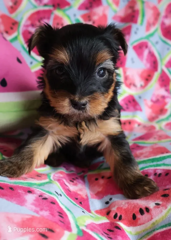 Star Tiny Girl *AKC*