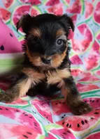 processed/c65d3d26-7932-4fc2-abb2-1c686b62e6b2/listing/208690c9-6bdb-40a8-8aa8-db66254a73bd/3b95e31e-3c66-4a9b-ad85-49679993d6aa