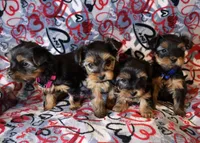 Star *AKC*, a female Yorkshire Terrier for sale in Hermiston, OR – Photo 5 of 6