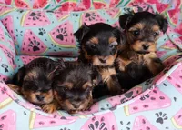 processed/c65d3d26-7932-4fc2-abb2-1c686b62e6b2/listing/208690c9-6bdb-40a8-8aa8-db66254a73bd/47fd75a3-99fa-4a14-bbdc-89bb5aba2fd0