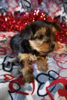 Star *AKC*, a female Yorkshire Terrier for sale in Hermiston, OR – Photo 4 of 6