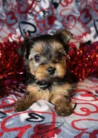 Star *AKC*, a female Yorkshire Terrier for sale in Hermiston, OR – Photo 3 of 6