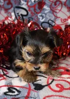 Star *AKC*, a female Yorkshire Terrier for sale in Hermiston, OR – Photo 2 of 6