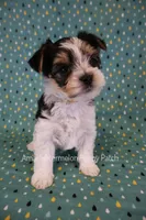 Checkers *AKC*, a male Yorkshire Terrier for sale in Hermiston, OR – 2 of 6