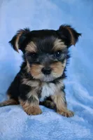JB *AKC*, a male Yorkshire Terrier for sale in Hermiston, OR – 3 of 5
