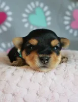 Rumi *AKC*, a female Yorkshire Terrier for sale in Hermiston, OR – 2 of 4