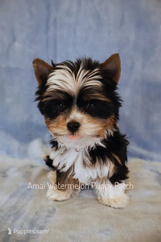 Tuxedo *CKC* – Yorkshire Terrier puppy for sale in Hermiston, OR