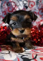 Mark Tiny Boy *AKC*, a male Yorkshire Terrier for sale in Hermiston, OR – Photo 2 of 5