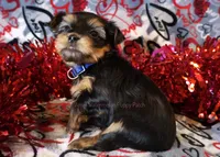 Mark Tiny Boy *AKC*, a male Yorkshire Terrier for sale in Hermiston, OR – Photo 4 of 5