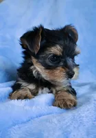 JB *AKC*, a male Yorkshire Terrier for sale in Hermiston, OR – 2 of 5