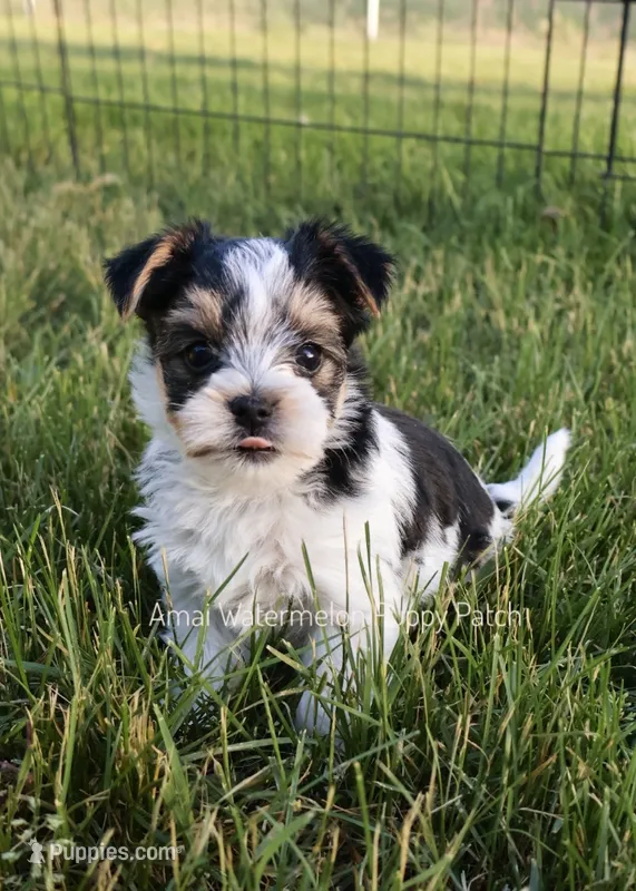 Checkers *AKC* – Yorkshire Terrier puppy for sale in Hermiston, OR