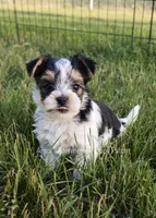 Marble *AKC*, a male Yorkshire Terrier for sale in Hermiston, OR – 1 of 6