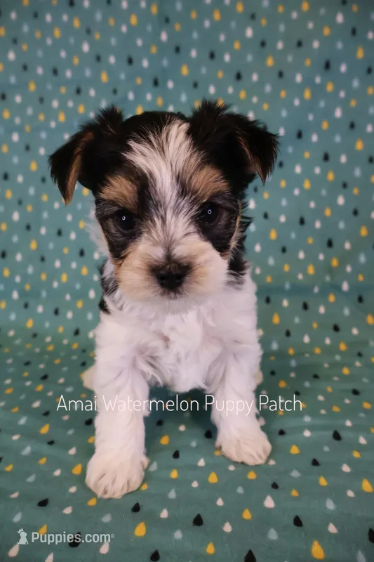 Checkers *AKC* – Yorkshire Terrier puppy for sale in Hermiston, OR