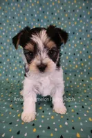 Checkers *AKC*, a male Yorkshire Terrier for sale in Hermiston, OR – 1 of 6
