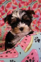 Tuxedo *CKC*, a male Yorkshire Terrier for sale in Hermiston, OR – 3 of 9
