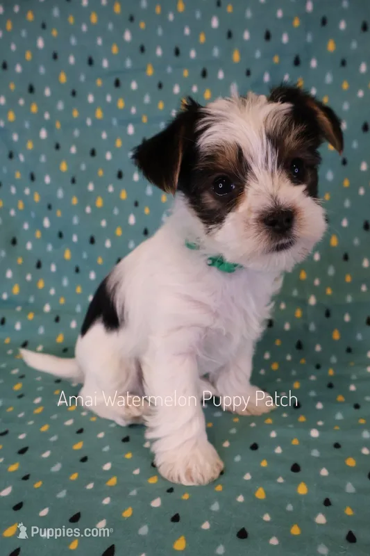Scrabble *AKC – Yorkshire Terrier puppy for sale in Hermiston, OR