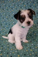Scrabble *AKC, a male Yorkshire Terrier for sale in Hermiston, OR – 1 of 7